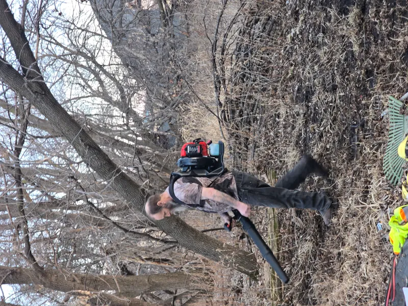 Crew member with chainsaw cutting branches for yard waste removal