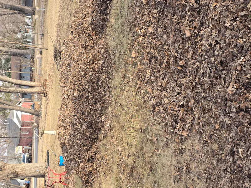 Yard cleanup — clearing brush and branches from residential property